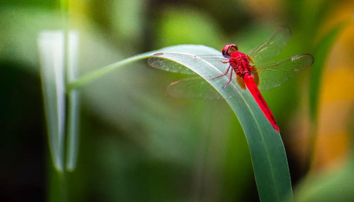 Could the humble dragonfly help pilots during flight