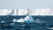 Adélie penguins on sea ice